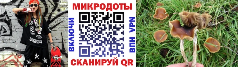 сайты даркнета официальный сайт kraken сайт Бутурлиновка Галлюциногенные грибы Psilocybe